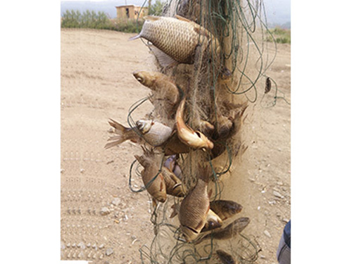 俄羅斯礦區的魚